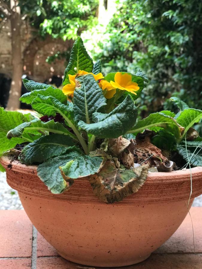 Hostly - Garden House Near The Tower - Historical House With Private Garden Διαμέρισμα Πίζα Εξωτερικό φωτογραφία